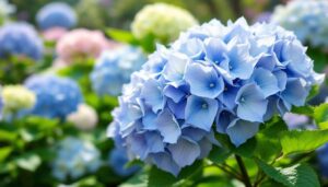 Dit type hortensia moet in het voorjaar kort worden gesnoeid (niet in de winter!) voor XXL-bloemen